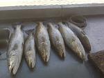 Huntin, Fishin, Killin
