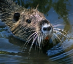 Nutria Rat's Avatar